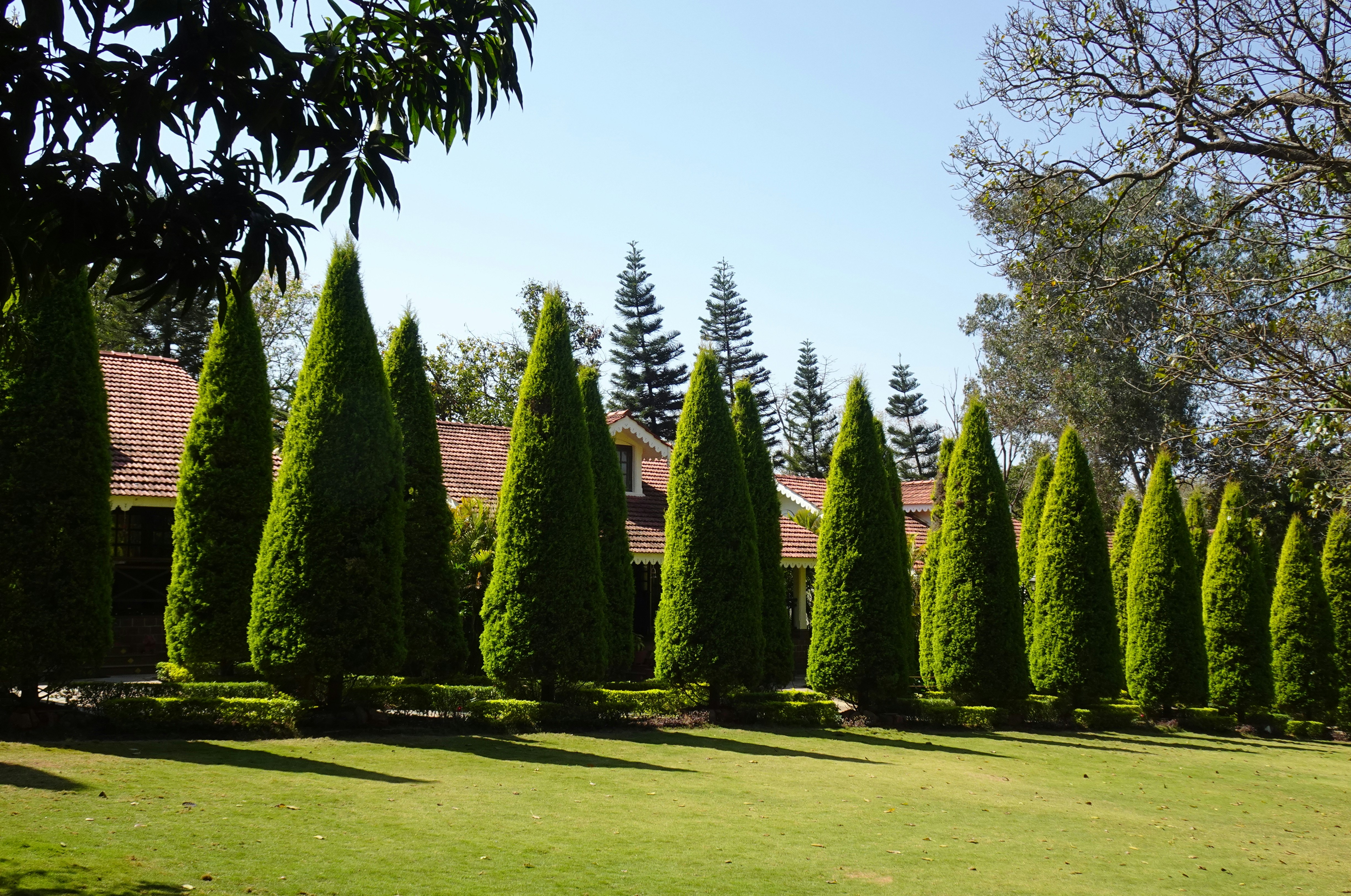 Professional landscaping featuring perfectly manicured evergreen privacy screen with uniform spacing and expert trimming